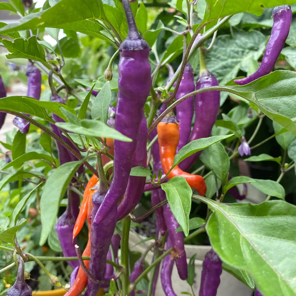 Pepper, Buena Mulata